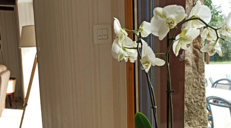 orchidee-gite-atlantique-domaine-des-trois-rivieres-merlevenez